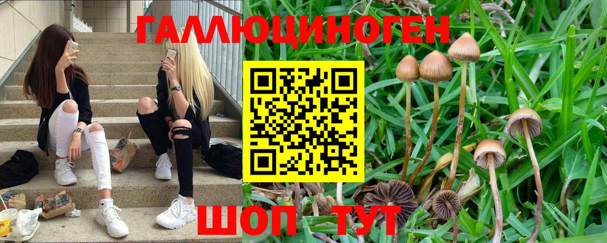 Псилоцибиновые грибы прущие грибы  Вход с VPN  Псилоцибиновые грибы прущие грибы  Глазов 